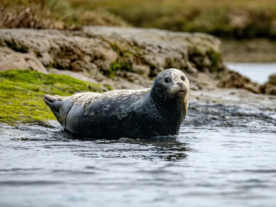 sea lion on low water on sand
