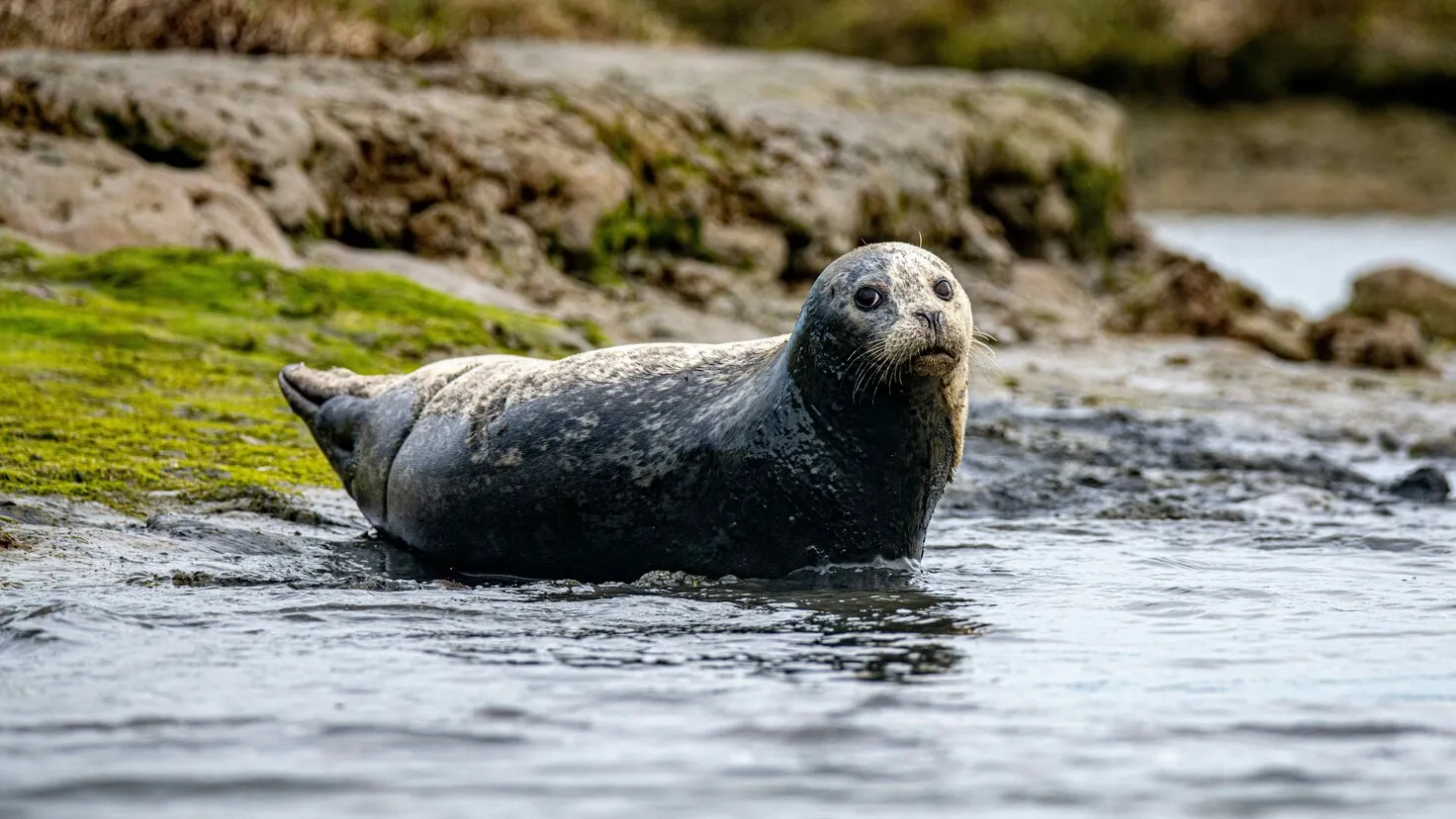 sea lion on low water on sand